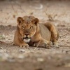 Lev pustinny - Panthera leo - Lion o8330